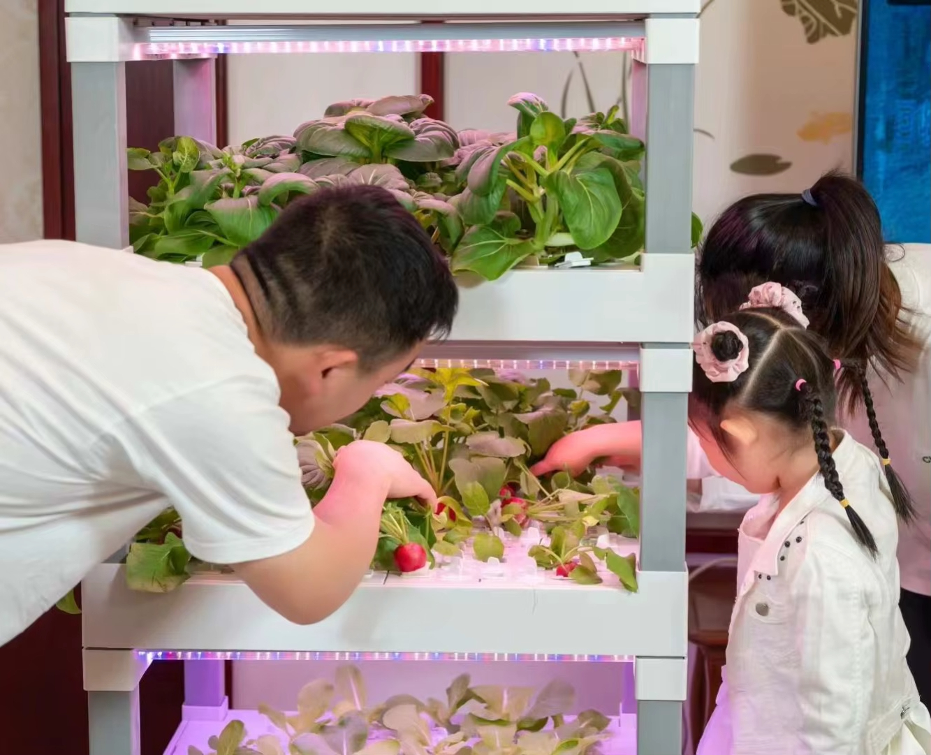 nt China Hydrokultur Grow Box  - Diy Home Automation System incelemesi ve fiyatı