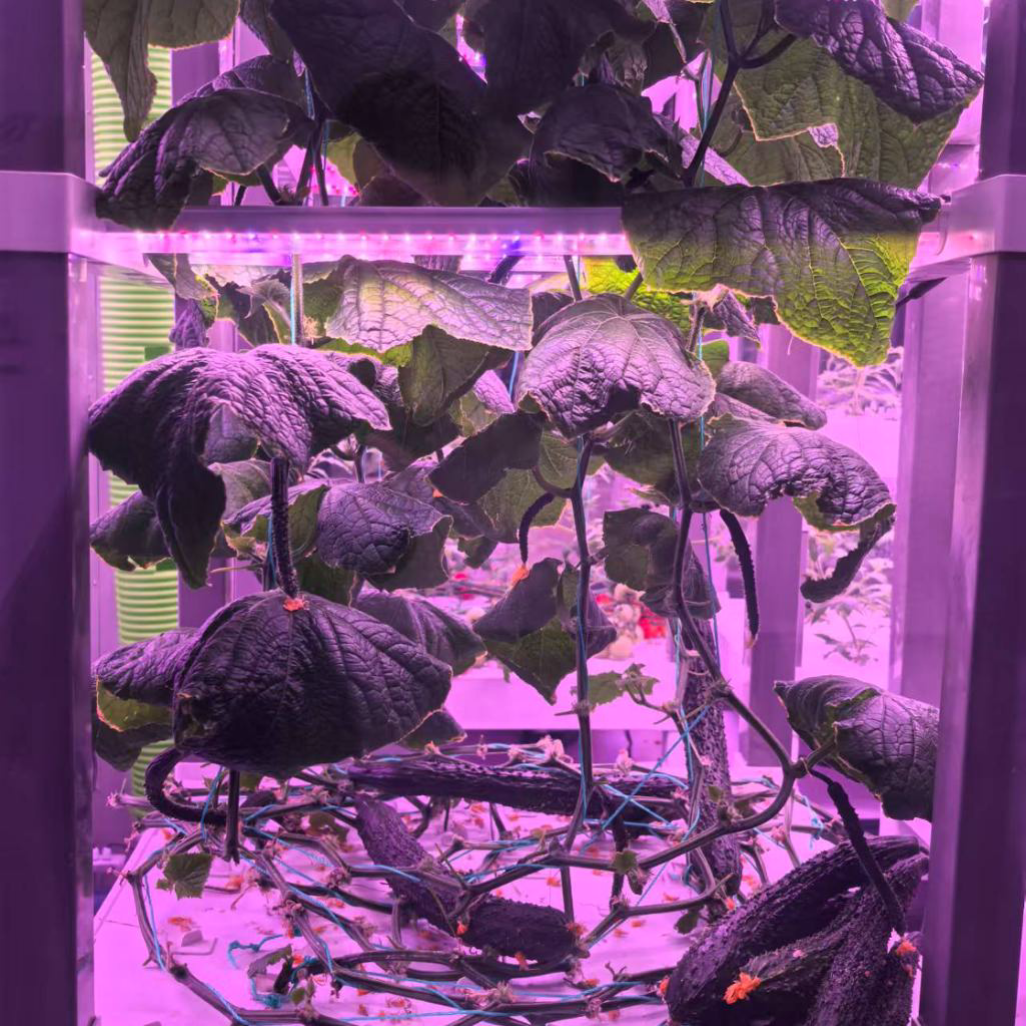 nt China Hydrokultur Grow Box  - Diy Home Automation System incelemesi ve fiyatı